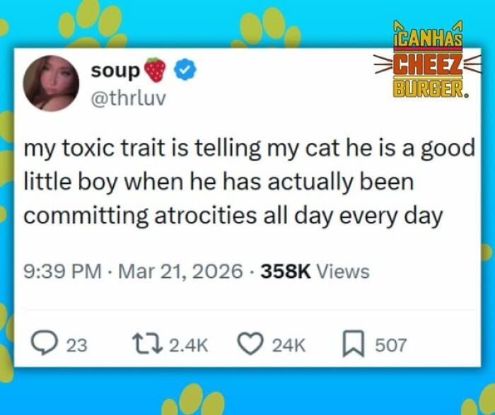 The Funniest Cat Chaos From The OG Meme Masters