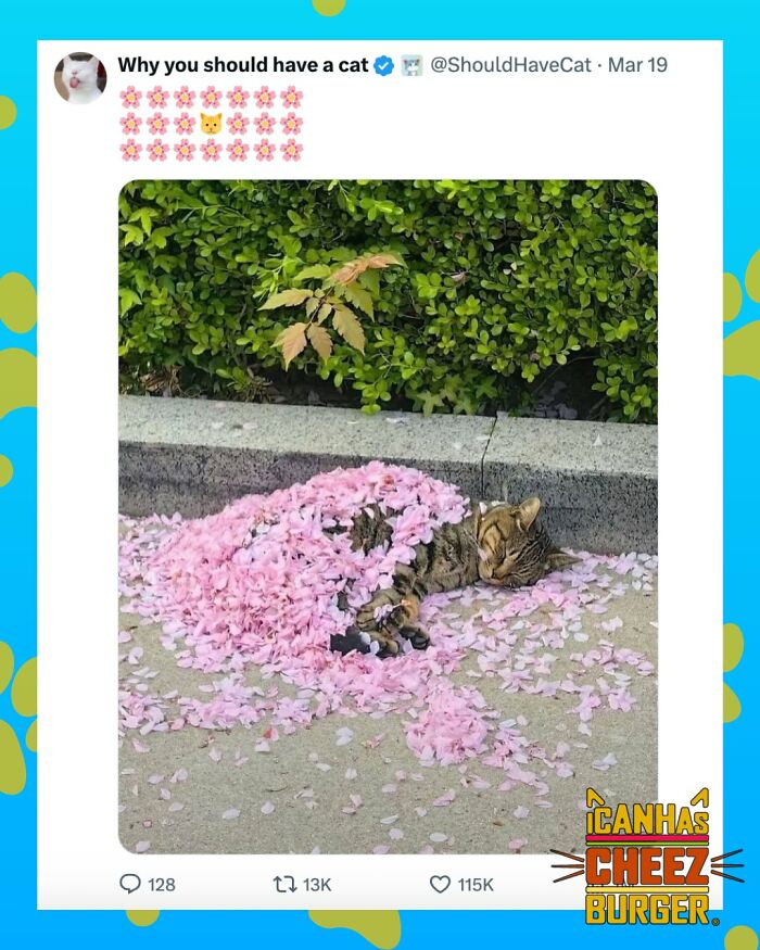 The Funniest Cat Chaos From The OG Meme Masters