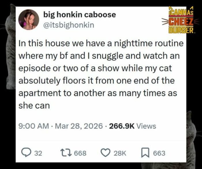 The Funniest Cat Chaos From The OG Meme Masters