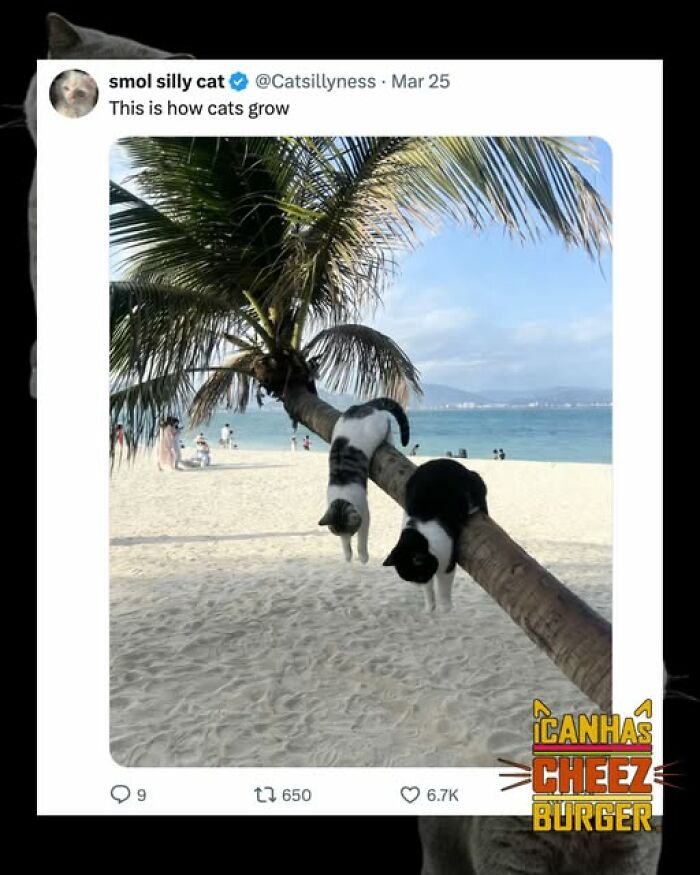 The Funniest Cat Chaos From The OG Meme Masters