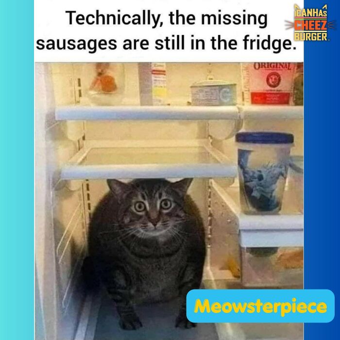 The Funniest Cat Chaos From The OG Meme Masters