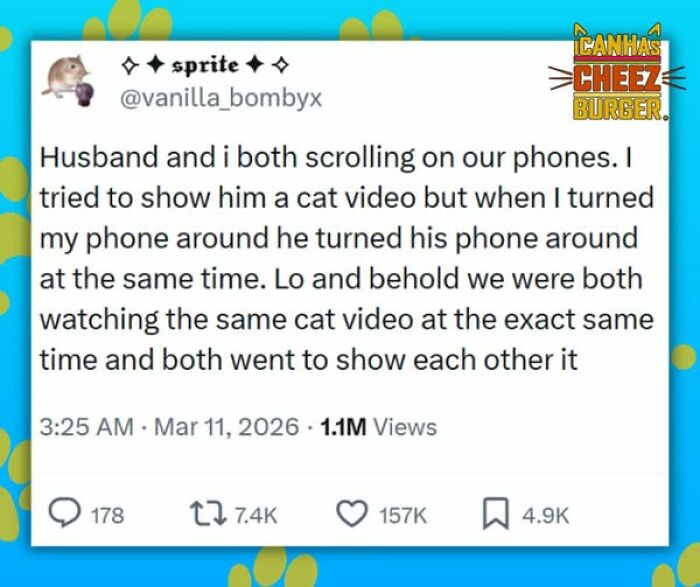 The Funniest Cat Chaos From The OG Meme Masters