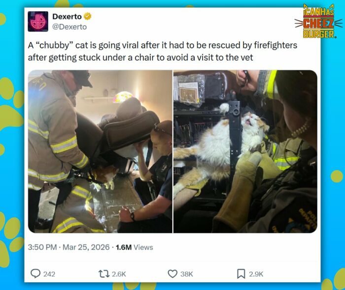 The Funniest Cat Chaos From The OG Meme Masters