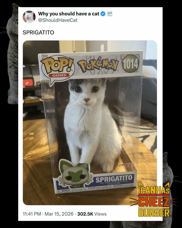 The Funniest Cat Chaos From The OG Meme Masters