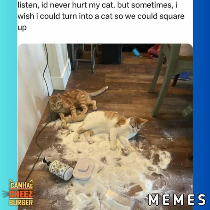 The Funniest Cat Chaos From The OG Meme Masters