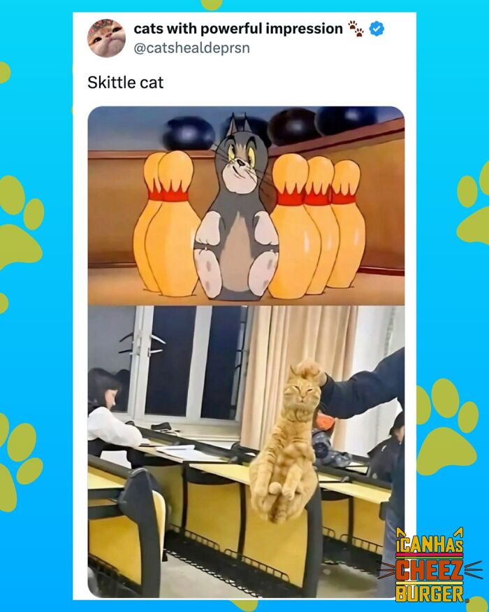 The Funniest Cat Chaos From The OG Meme Masters