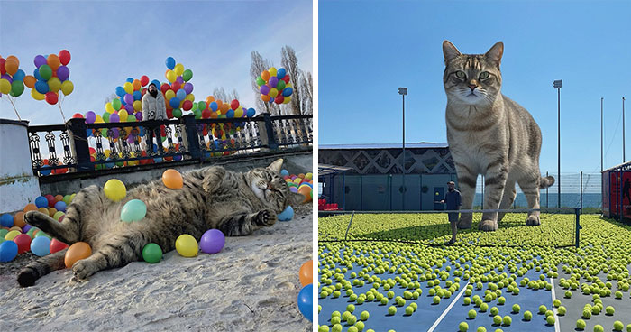 Giant Cats Take Over! Photoshop Magic That’ll Make You Smile
