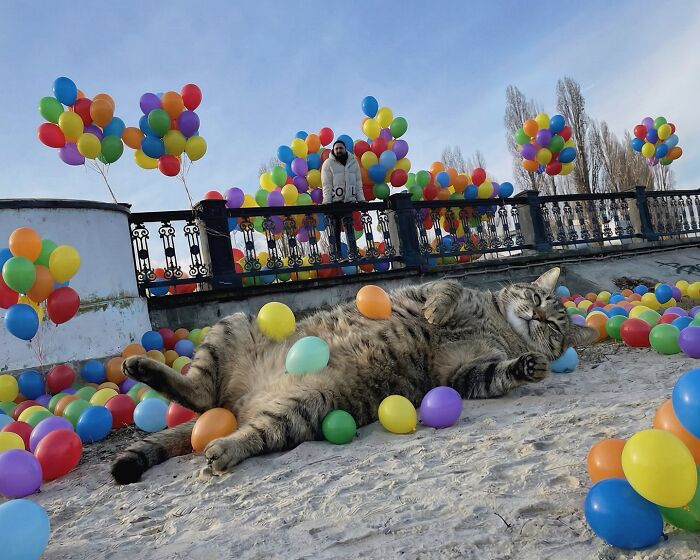 Giant Cats Take Over! Photoshop Magic That’ll Make You Smile