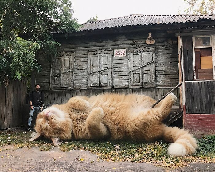 Giant Cats Take Over! Photoshop Magic That’ll Make You Smile