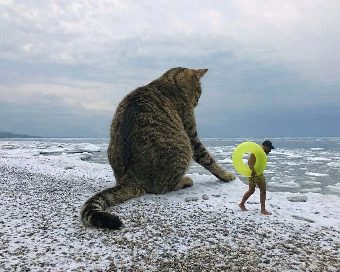 Giant Cats Take Over! Photoshop Magic That’ll Make You Smile