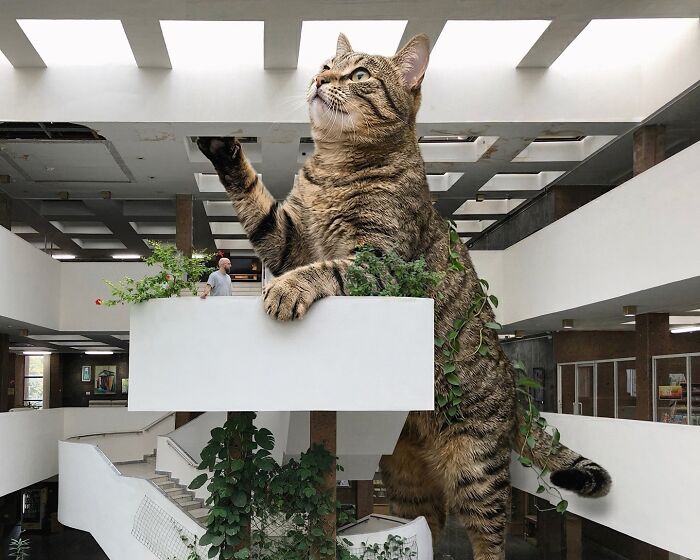 Giant Cats Take Over! Photoshop Magic That’ll Make You Smile