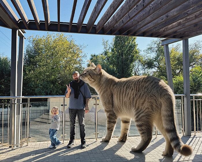 Giant Cats Take Over! Photoshop Magic That’ll Make You Smile