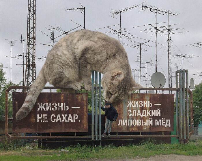 Giant Cats Take Over! Photoshop Magic That’ll Make You Smile