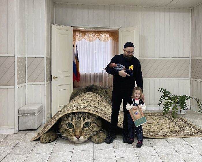 Giant Cats Take Over! Photoshop Magic That’ll Make You Smile