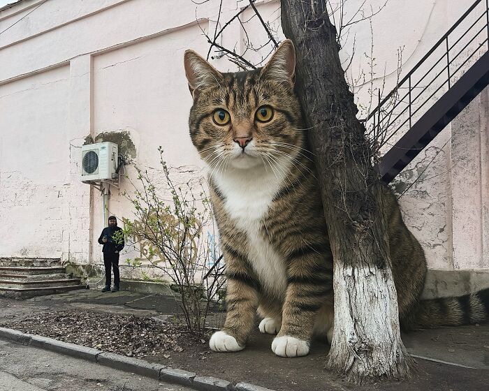 Giant Cats Take Over! Photoshop Magic That’ll Make You Smile