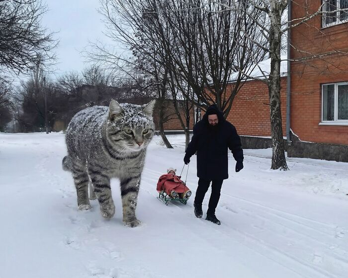 Giant Cats Take Over! Photoshop Magic That’ll Make You Smile