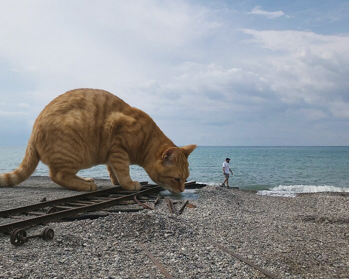 Giant Cats Take Over! Photoshop Magic That’ll Make You Smile