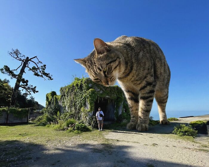 Giant Cats Take Over! Photoshop Magic That’ll Make You Smile
