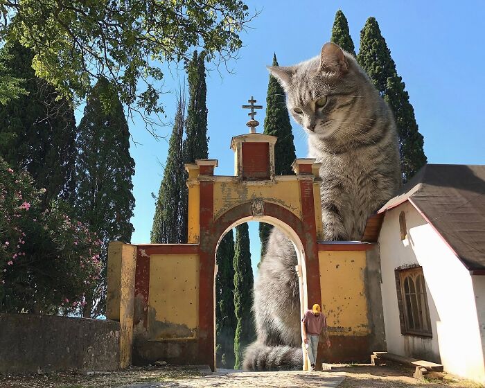 Giant Cats Take Over! Photoshop Magic That’ll Make You Smile