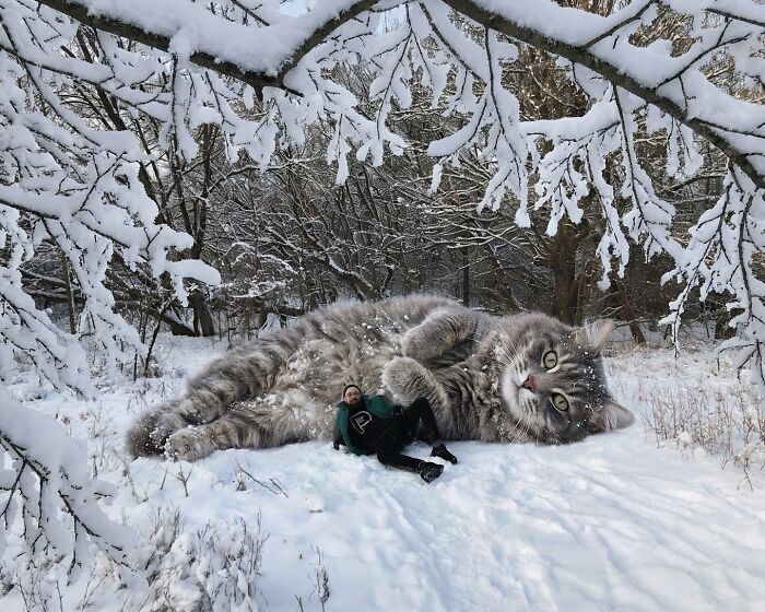 Giant Cats Take Over! Photoshop Magic That’ll Make You Smile