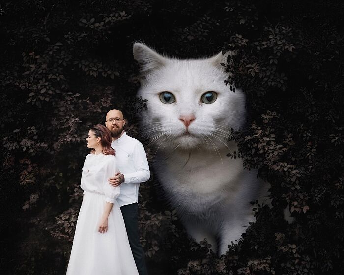 Giant Cats Take Over! Photoshop Magic That’ll Make You Smile