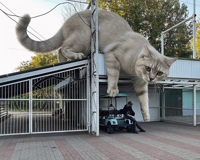 Giant Cats Take Over! Photoshop Magic That’ll Make You Smile
