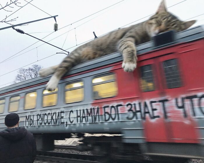 Giant Cats Take Over! Photoshop Magic That’ll Make You Smile