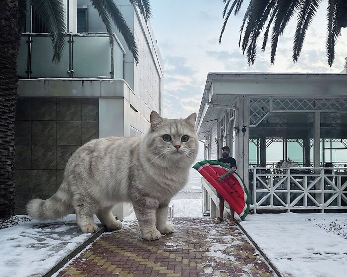 Giant Cats Take Over! Photoshop Magic That’ll Make You Smile