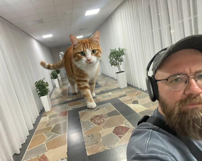 Giant Cats Take Over! Photoshop Magic That’ll Make You Smile