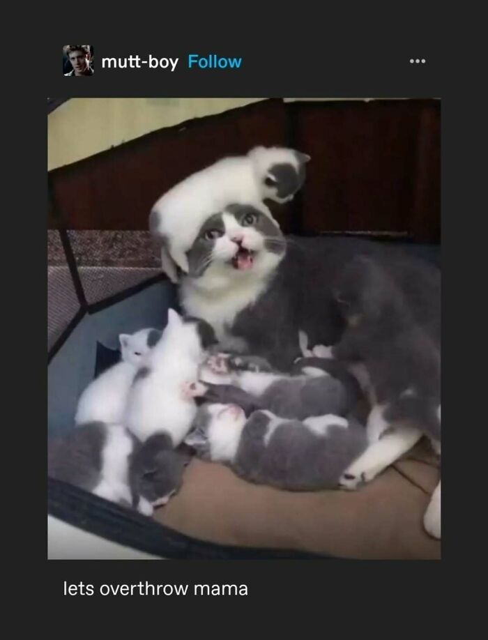 Tumblr's Comeback Party: 30+ Hilarious Posts That Prove It's Not Dead Yet