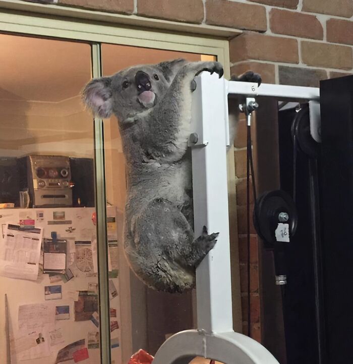 Unexpected Workout Buddy