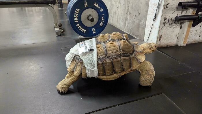 Meet The Turtle That Roams The Gym