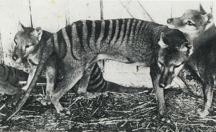 Tasmanian Tigers Looking Cool At The Zoo, 1918