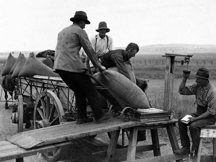 Grain Weighing Hustle in 1920s South Australia