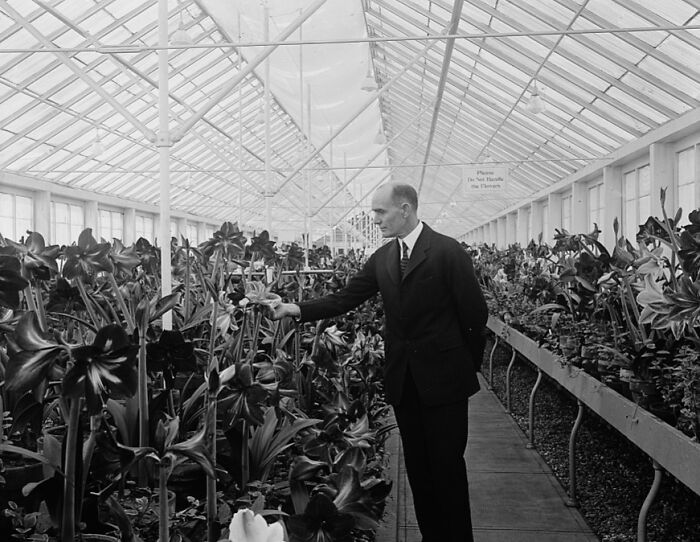 Amaryllis Flower Show VIP Visit, 1925