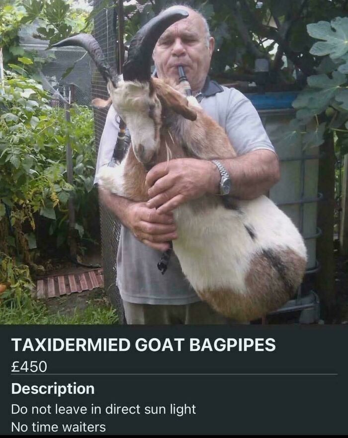 Goat Pipes? Don’t Ask, Just Look