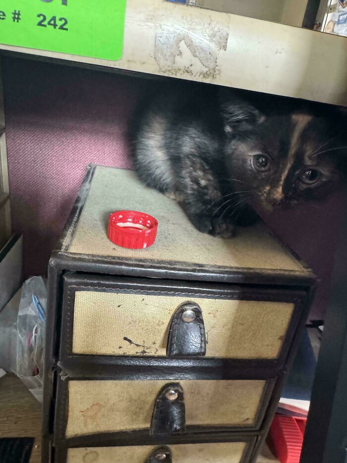 Routine Check Turns Into Cat Rescue Mission Next To Fuse Box