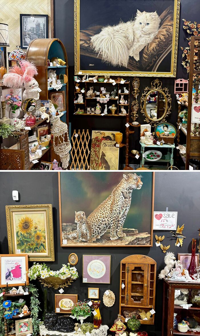 Told My Wife No More Cats… She Found The Sneaky Workaround