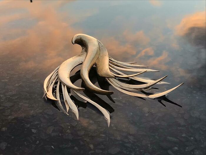 Wild Wood Wonders That Look Like Magic Came to Life