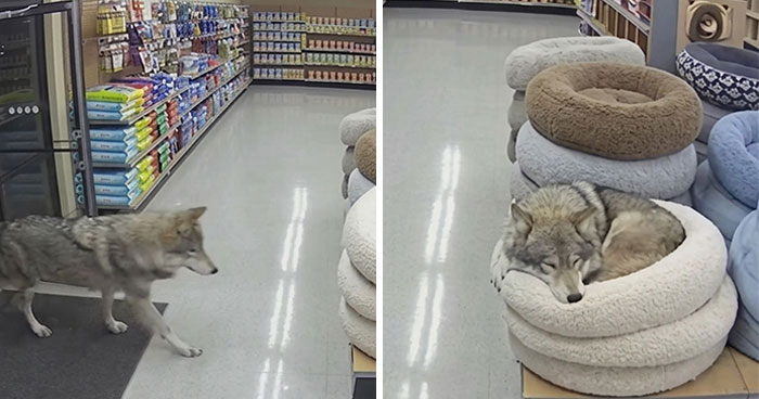 33 Animal Pics That Are Basically Instant Mood Boosters