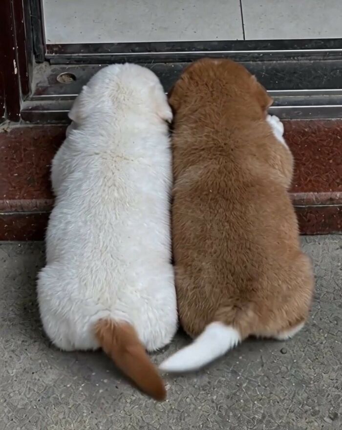 33 Animal Pics That Are Basically Instant Mood Boosters