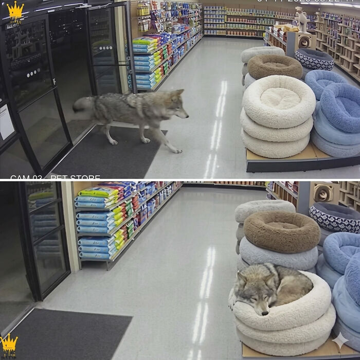 33 Animal Pics That Are Basically Instant Mood Boosters