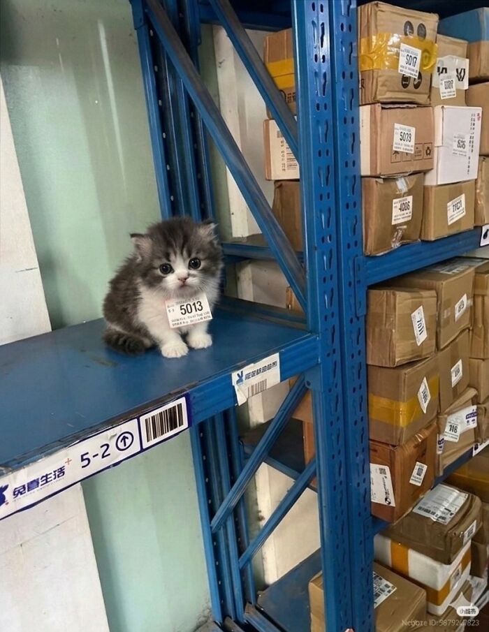 33 Animal Pics That Are Basically Instant Mood Boosters