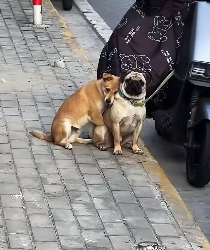 33 Animal Pics That Are Basically Instant Mood Boosters