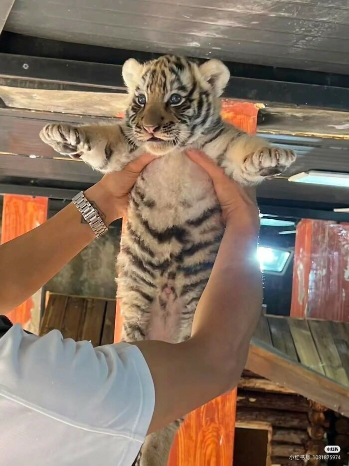 33 Animal Pics That Are Basically Instant Mood Boosters