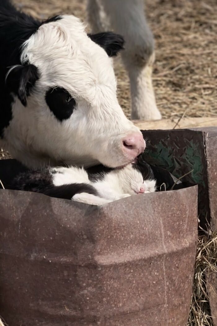 33 Animal Pics That Are Basically Instant Mood Boosters