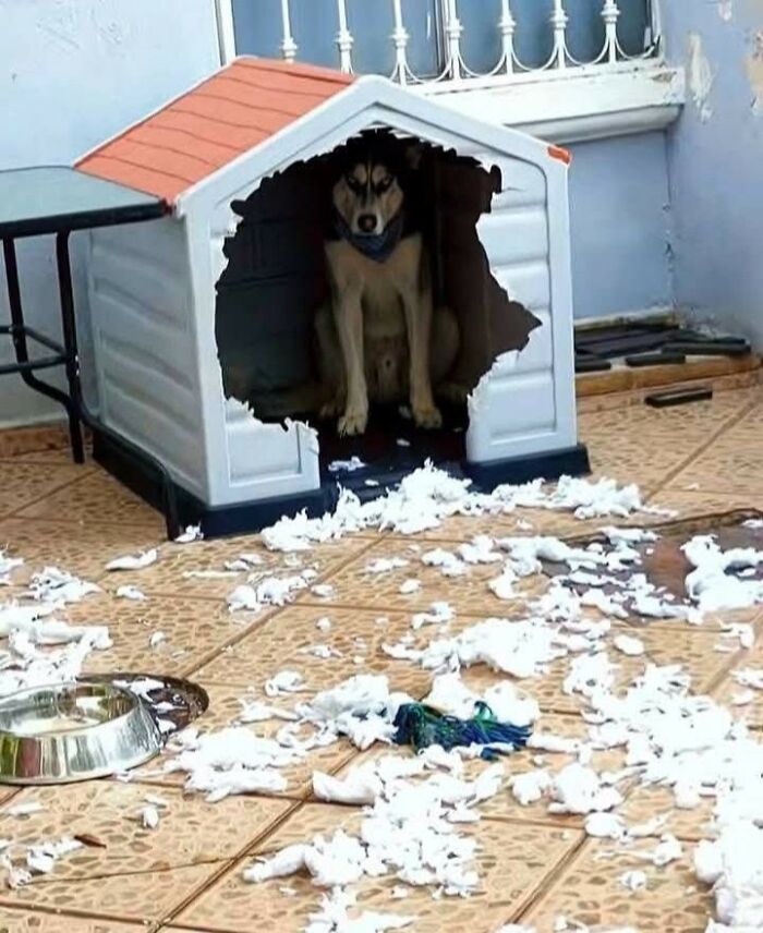 33 Animal Pics That Are Basically Instant Mood Boosters