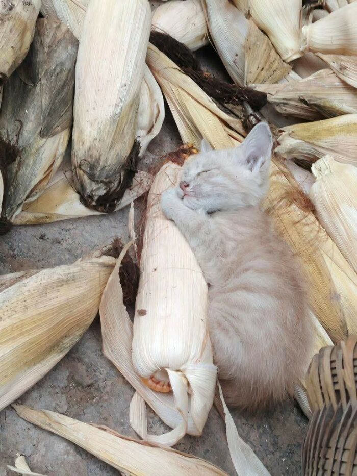 33 Animal Pics That Are Basically Instant Mood Boosters