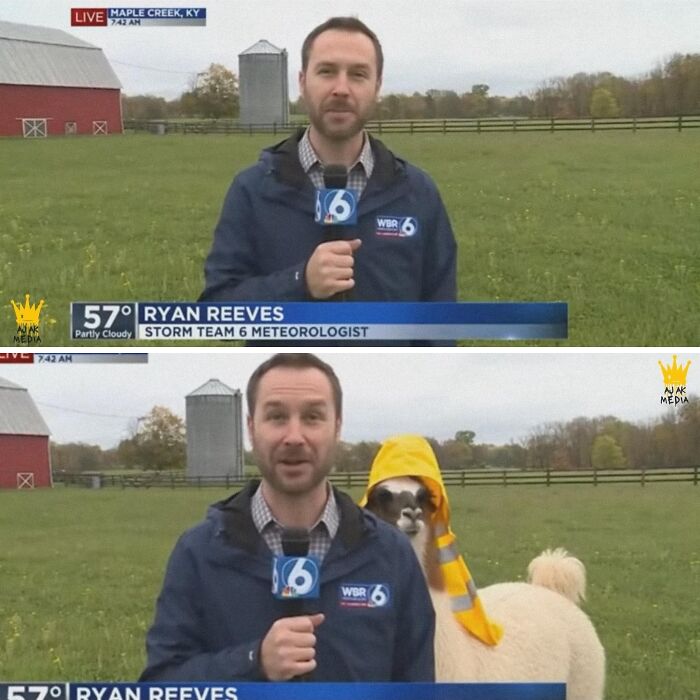 33 Animal Pics That Are Basically Instant Mood Boosters