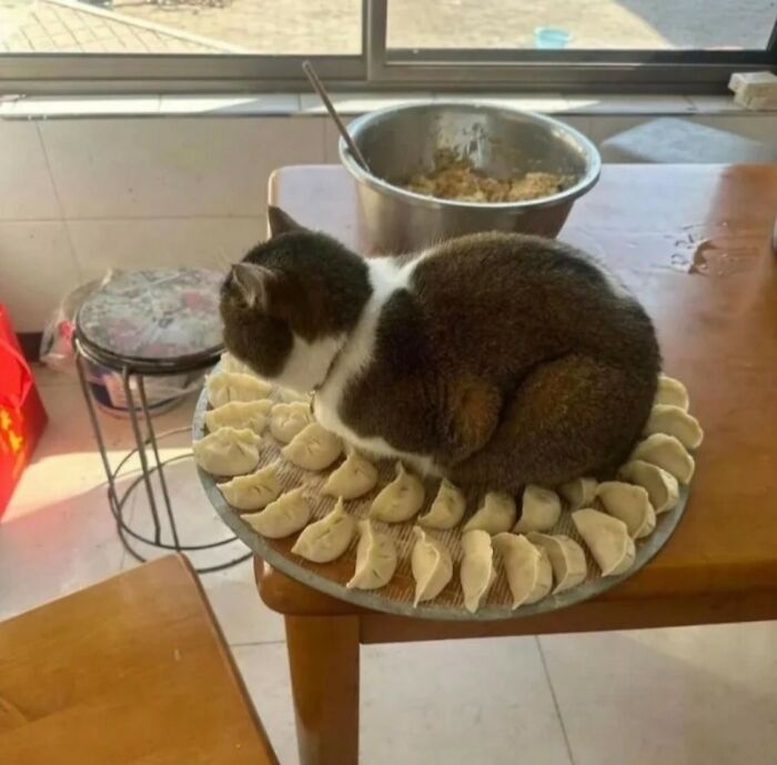 33 Animal Pics That Are Basically Instant Mood Boosters